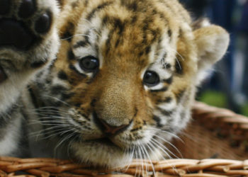 OPINION: COVID-19 is a wake-up call for the world to put an end to wildlife trade