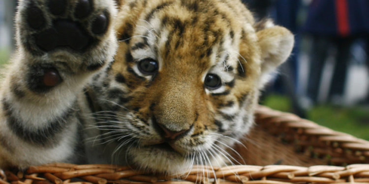 OPINION: COVID-19 is a wake-up call for the world to put an end to wildlife trade