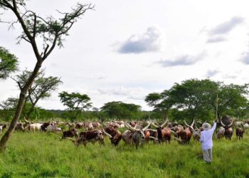 BALLS OF STEEL! 2 Businessmen Arrested For Fraudulently Acquiring 5 Musveni Land Titles
