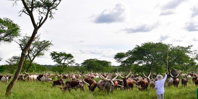 BALLS OF STEEL! 2 Businessmen Arrested For Fraudulently Acquiring 5 Musveni Land Titles