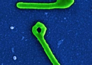 Fear As DR Congo Confirms Third Ebola Case