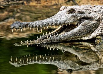Police unable to help residents as crocodile kills 14-year-old boy