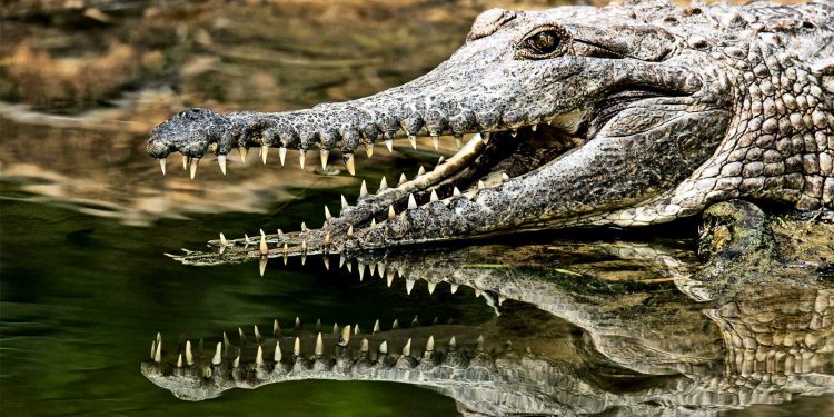 Police unable to help residents as crocodile kills 14-year-old boy