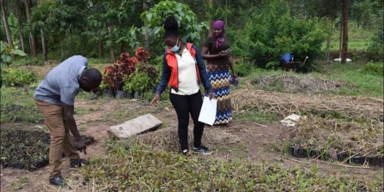 NAADS Distributes Planting Material Worth Shs41.1bn For Food Security And Household Income