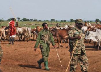UPDF kills 11 Karimojong cattle rustlers