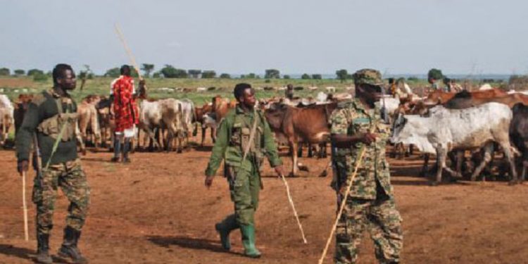 UPDF kills 11 Karimojong cattle rustlers