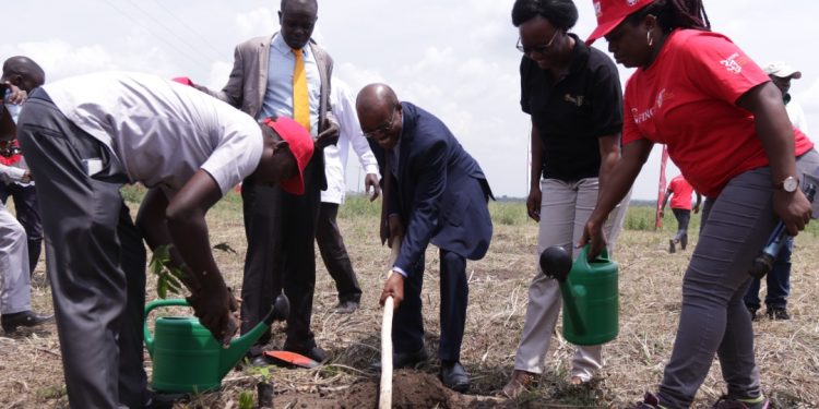 FINCA Uganda, NFA embark on nationwide forest restoration initiative