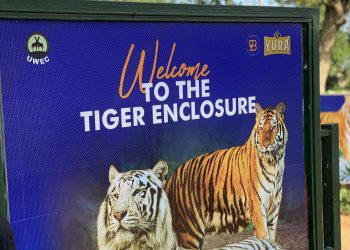 East Africa’s only male Tiger named YURA by Ugandan beer maker