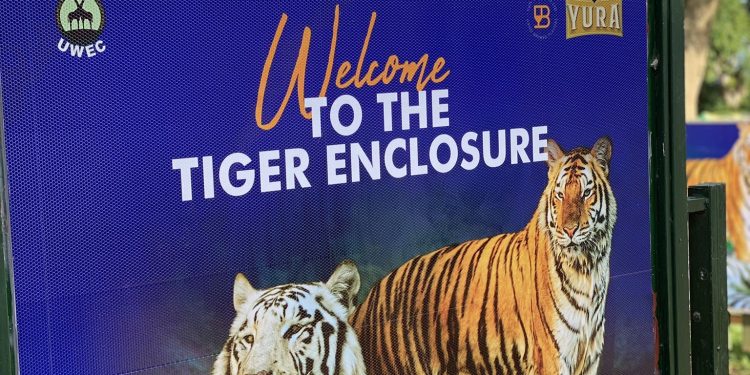 East Africa’s only male Tiger named YURA by Ugandan beer maker