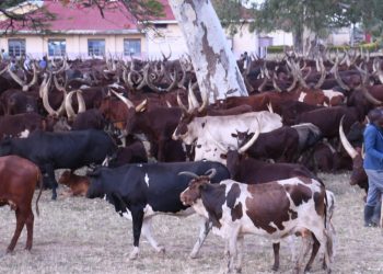 Balaalo herdsmen hestitate to leave Katakwi district headquarters