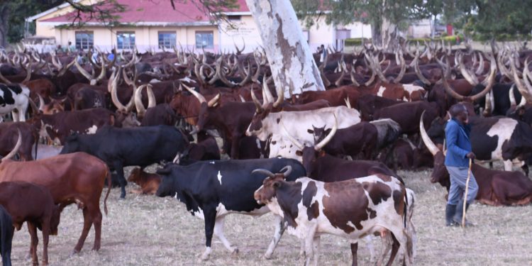 Balaalo herdsmen hestitate to leave Katakwi district headquarters