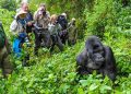 Bwindi Receives a New Baby Gorilla