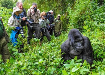 Bwindi Receives a New Baby Gorilla