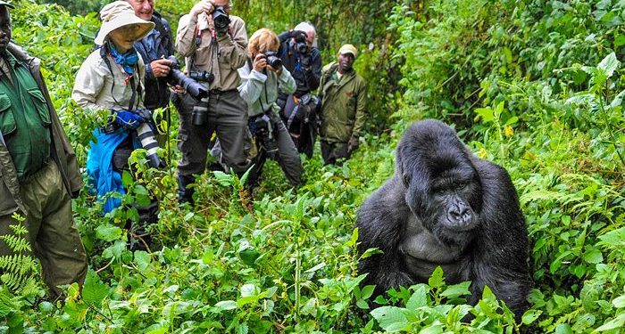 Bwindi Receives a New Baby Gorilla