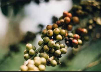 African leaders want to halt the export of raw coffee beans