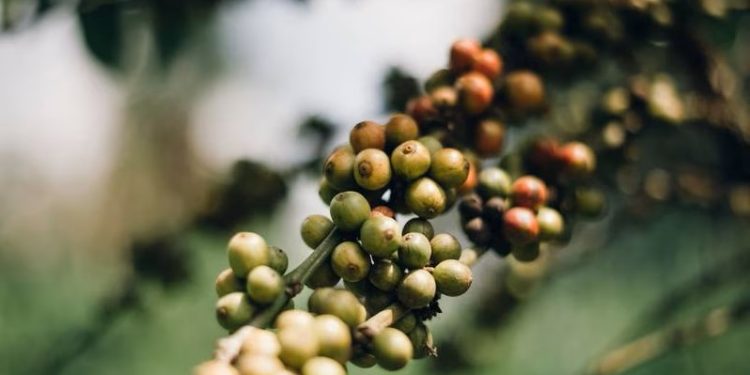 African leaders want to halt the export of raw coffee beans